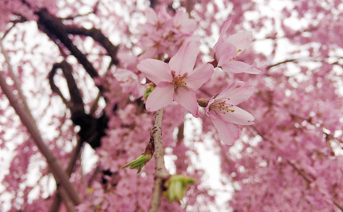 Cherry blossoms