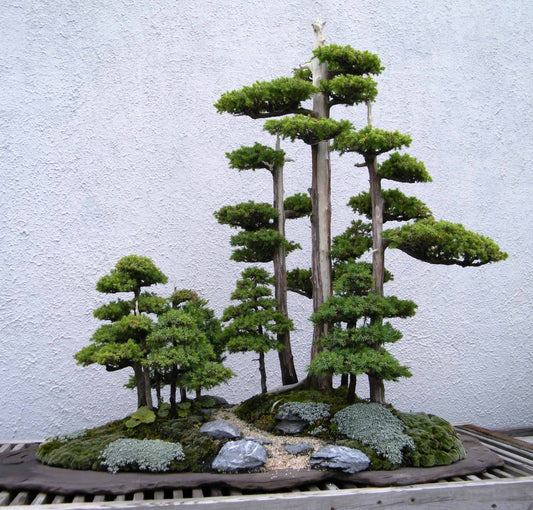 foemina_juniper_bonsai_-_national_bonsai__penjing_museum_-_washington_d-c-_-_stierch_-_a
