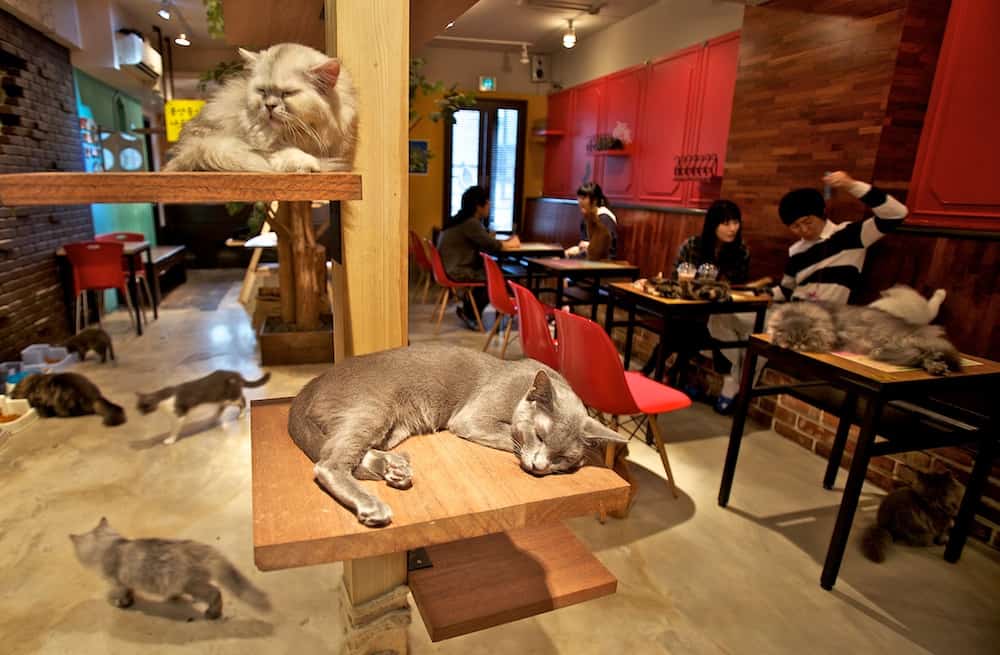 Japanese cuddle cafe