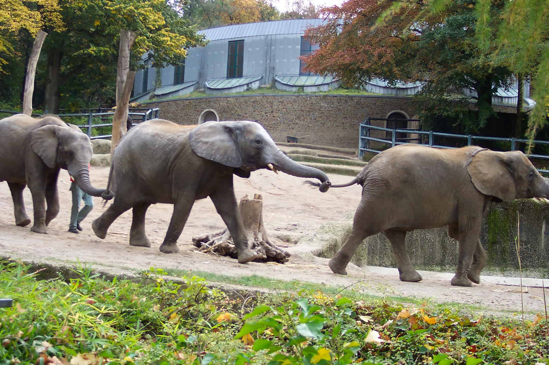elephants tokyo with kids
