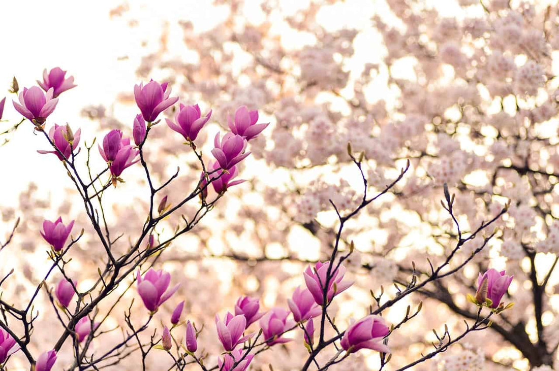 Vernal Equinox Day marks the beginning of spring,
