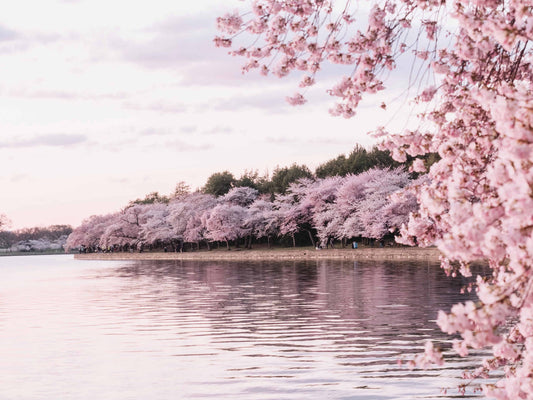 cherry blossom meaning