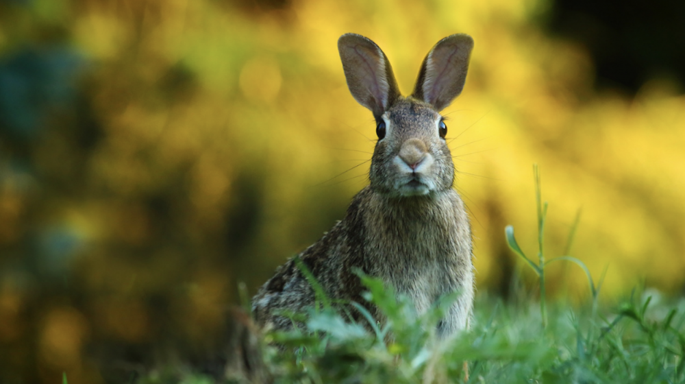 Rabbit Island Japan
