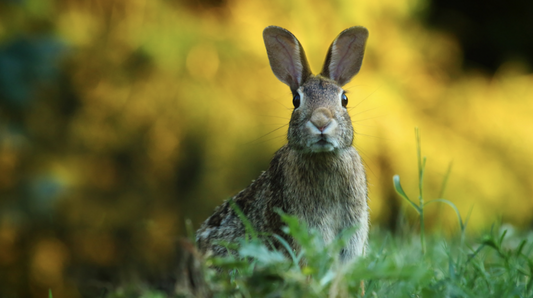 Rabbit Island Japan