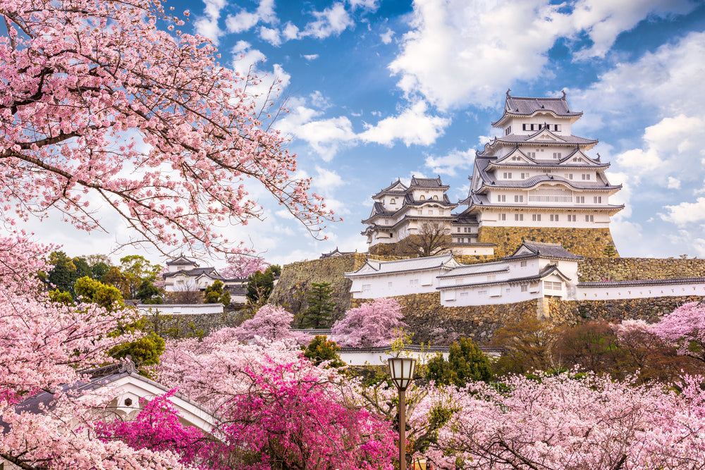 From Sakura to Spring Gardens: Celebrating Hanami in the UK