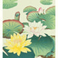 Water Lilies