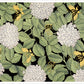Hydrangeas and Butterflies
