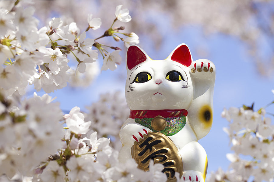 A maneki-neko (lucky cat) figurine from The Japanese Shop features raised paw