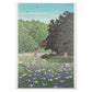 Iris Garden at Meiji Shrine, Tokyo