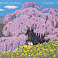 Kazuyuki Ohtsu Cherry Trees Box 20 Notecards