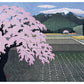 Kazuyuki Ohtsu Cherry Trees Box 20 Notecards