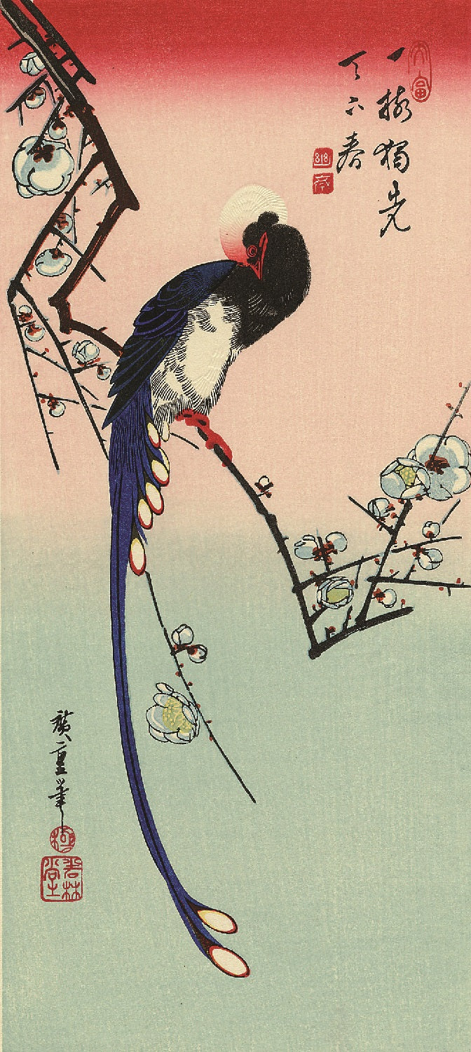 White Plum Blossom and Paradise Flycatcher Print
